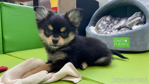 成約済の兵庫県のポメチワ:ポメラニアン×チワワ-314424の8枚目